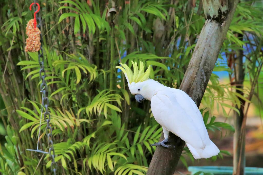 Big4 Whitsundays Tropical Eco Resort แอร์ลีบีช ภายนอก รูปภาพ